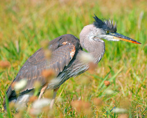 Great Blue Heron