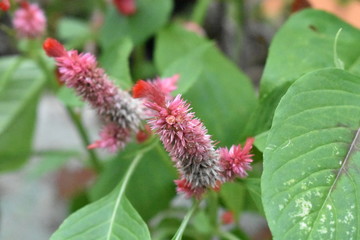 Fototapeta premium Tropical flower, flor tropical, beauty, belleza, nature, naturaleza, primavera, seasons