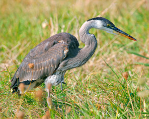 Great Blue Heron