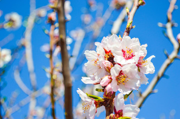 cherry blossom in spring