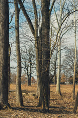 Fototapeta na wymiar trees in the forest in winter