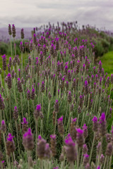 Naklejka premium Lavender Fields and Lavender Flowers