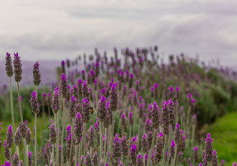 Lavender Fields with bee