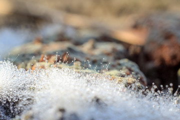 Beautiful close-up of abstract dew diamond drops on a web with variable focus and blurred background in the rays of the rising sun in forest. Blur and soft focus.