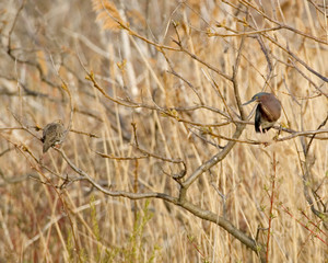 Green Heron and dove