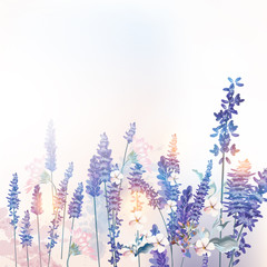 Naklejki  Ilustracja kwiatowy wektor wiosna z pola kwiaty lawendy, poranne światło