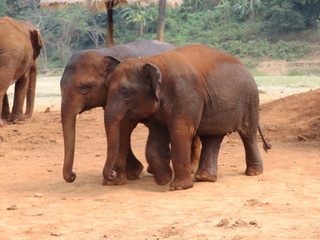 Fototapeta na wymiar Thai Elephants