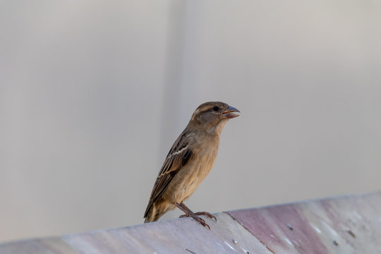 14 件の最適な イエスズメ 画像 ストック写真 ベクター Adobe Stock