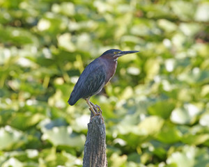 Green Heron