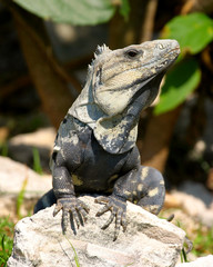 iguana on rock