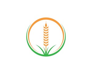 Agriculture wheat Logo Template vector icon