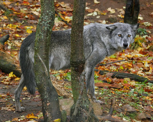 wolf in the forest