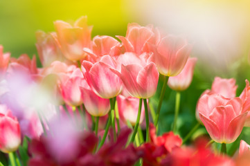 春色　チューリップ