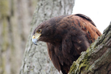bird of prey