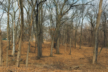 Fototapeta na wymiar trees in the forest in winter