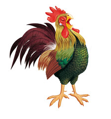 coq, poule,  fière, coloré, chant de coq,  oiseau, animal, vert,  marron, ferme, poulet, coquelet, volaille, isolé, blanc, oiseau,  rouge, bec, agriculture, domestique, , nature, peigne, tête, noir, p