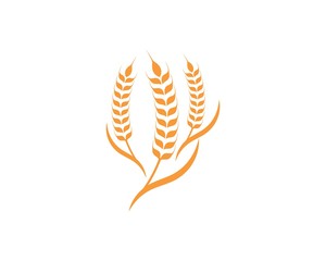 Agriculture wheat Logo Template vector icon