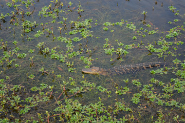 American Alligator Mississipplensis at Savannah National Wildlife Refuge, Hardeeville, Jasper County, South Carolina USA