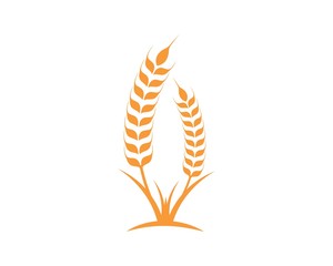 Agriculture wheat Logo Template vector icon