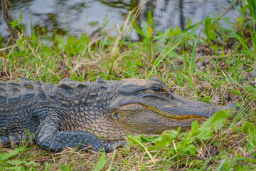 American Alligator Mississipplensis at Savannah National Wildlife Refuge, Hardeeville, Jasper County, South Carolina USA