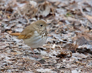 Thrush