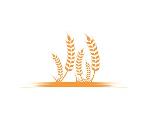 Agriculture wheat Logo Template vector icon