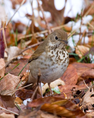 Thrush