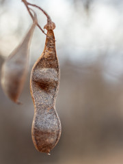 seed pod