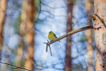 hungry wild bird siskin on a tree in spring forest