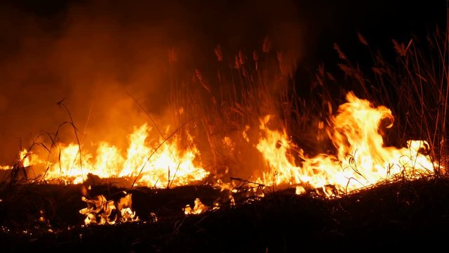 A terrible dangerous wild fire at night in a field. Burning dry straw grass. A large area of nature is in flames.