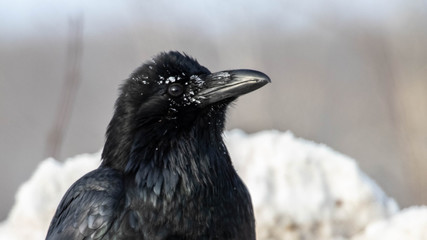 Raven