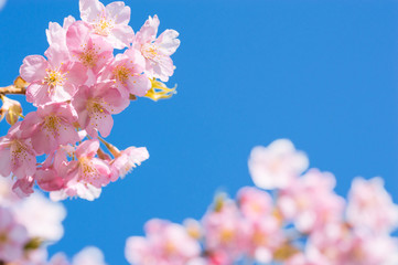日本の春　さくら