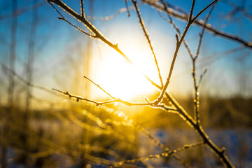 Forest in winter morning © Alexey Fedorenko