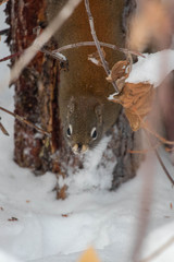 squirrel in snow