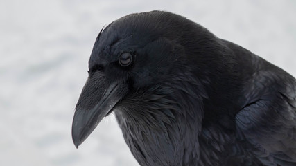 Raven