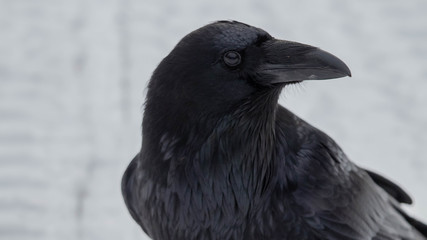 Raven