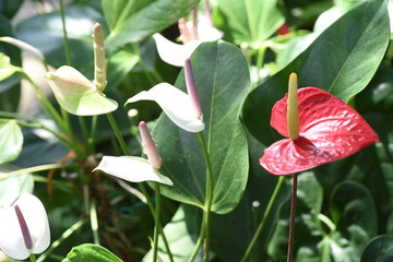 Flamingo flower