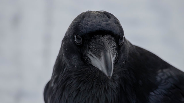 Raven