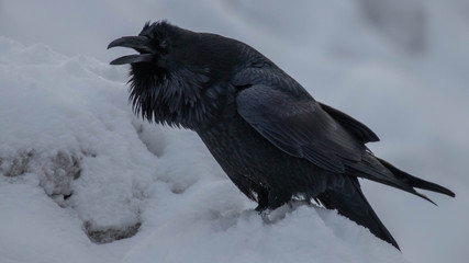 raven on tree