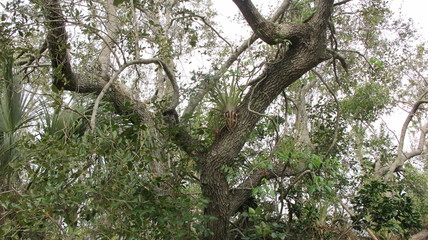 Bromeliads air plants everglades