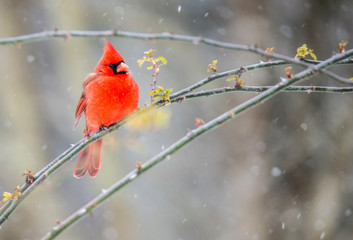 A single red Cardinal Bird is perched on a branch in the snow.