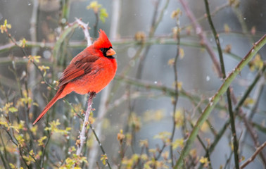 A single red Cardinal perched on a  Rose Bush.
