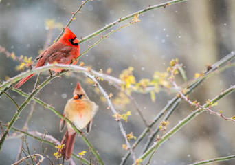 Male and female Cardinal rests together on a branch in the winter.