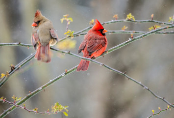 Male and female Cardinal rests together on a branch in the winter. - 255661575
