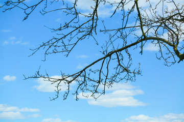 Tree trunk and blue sky with cloud - Image
