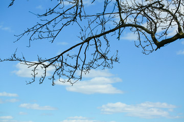 Tree trunk and blue sky with cloud - Image