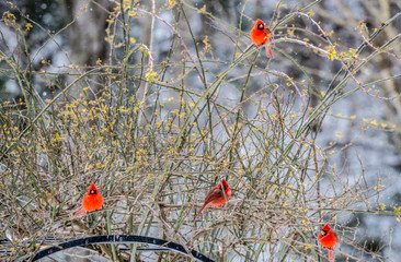 Four male Cardinals perched together in a snowy rose bush.