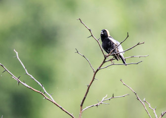 Bobolink Bird sitting in a tree singing.
