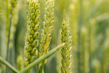 Ears of wheat on a spring green field