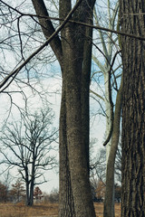 trees in the forest in winter